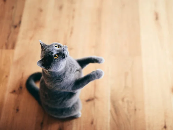 Gracioso Gato Británico Pie Como Estuviera Mendigando Preguntando Británica Taquigrafía —  Fotos de Stock