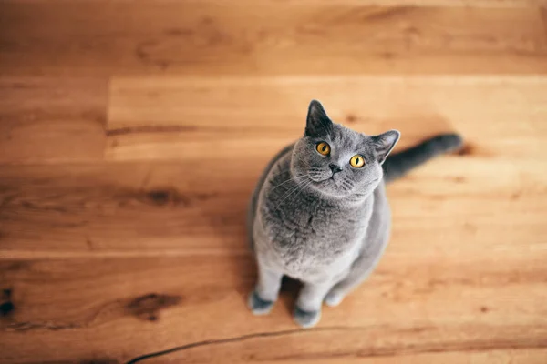 Gato Britânico Engraçado Sentado Olhando Para Câmera Britânico Raça Shorthair — Fotografia de Stock