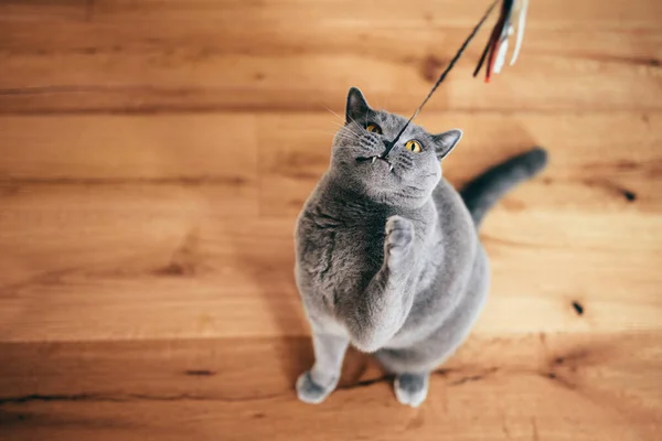 Gato Britânico Bonito Brincando Com Brinquedo Haste Segurando Com Dentes — Fotografia de Stock