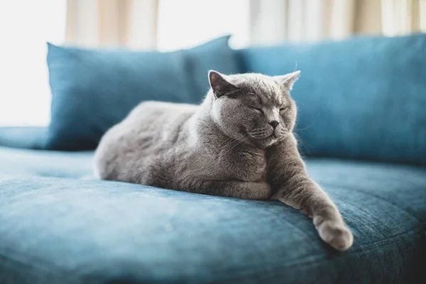 Gato Britânico Feliz Deitado Relaxado Sonolento Sofá Casa Britânico Raça — Fotografia de Stock