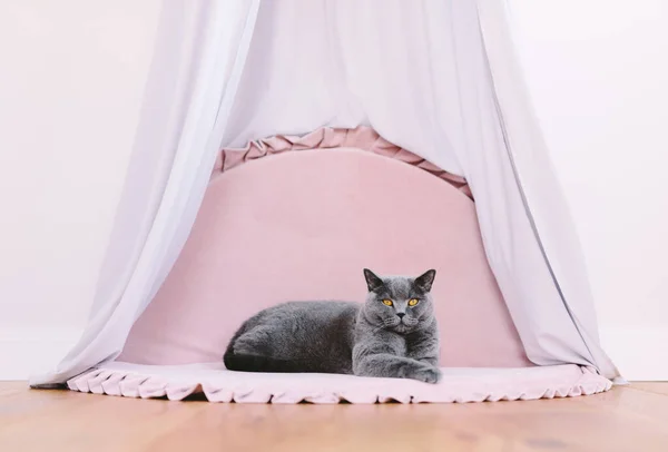 Gato Nobre Engraçado Deitado Sob Baldachin Retrato Britânico Raça Shorthair — Fotografia de Stock