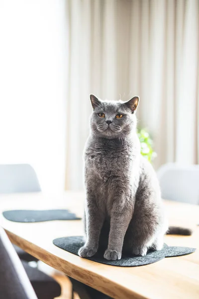 誇り高い猫の家でテーブルの上に座っている イギリスのショートヘア品種 — ストック写真