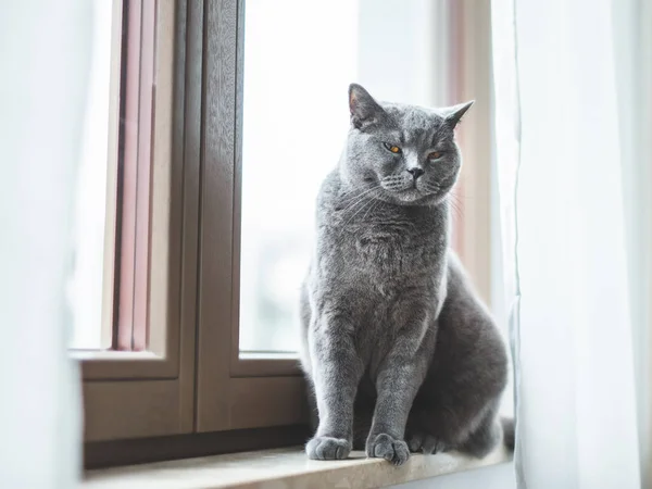 Gato Britânico Sentado Peitoril Janela Expressão Engraçada Britânico Raça Shorthair — Fotografia de Stock