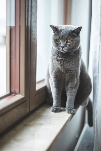 英国の猫の窓からは 病気の上に座っている イギリスのショートヘア品種 — ストック写真
