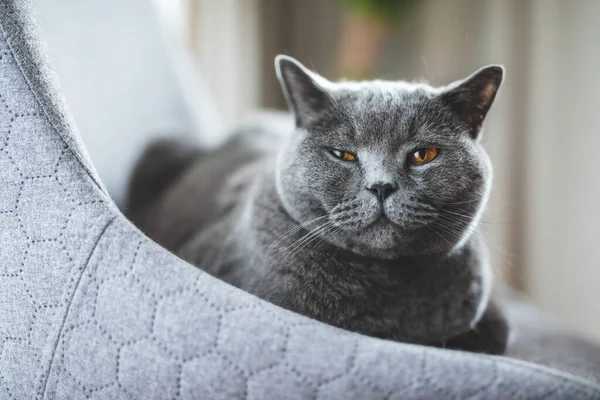 英国猫躺在椅子上放松地斜视着他的眼睛 英国速递品种 — 图库照片