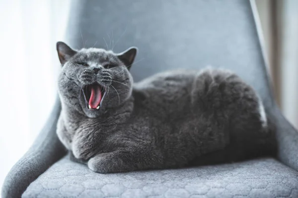 Gato Britânico Relaxado Bocejando Cadeira Britânico Raça Shorthair — Fotografia de Stock