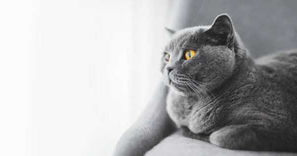 Британская Кошка Отдыхает Стуле Порода Коротышек Великобритании — стоковое фото