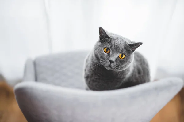 Gato Britânico Brincalhão Espreitando Atrás Cadeira Britânico Raça Shorthair — Fotografia de Stock