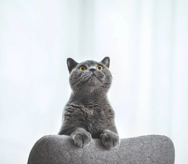 Gato Británico Juguetón Asomándose Mirando Hacia Arriba Británica Taquigrafía Crianza — Foto de Stock