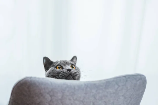 Gato Britânico Brincalhão Espreitando Atrás Cadeira Britânico Raça Shorthair — Fotografia de Stock