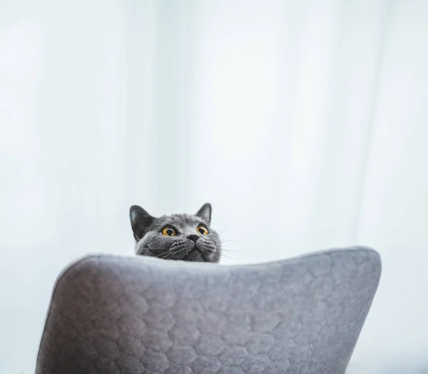 Gato Britânico Brincalhão Espreitando Atrás Cadeira Britânico Raça Shorthair — Fotografia de Stock