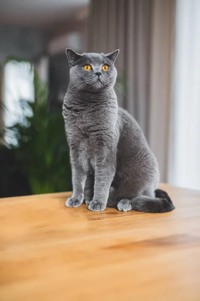 骄傲的猫坐在家里的桌子上 英国速递品种 — 图库照片