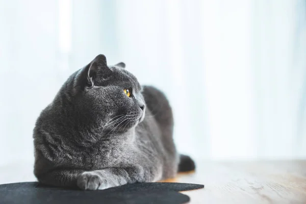 Gato Orgulhoso Deitado Mesa Casa Britânico Raça Shorthair — Fotografia de Stock