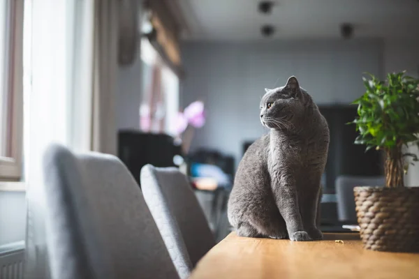 Περήφανη Γάτα Που Κάθεται Στο Τραπέζι Στο Σπίτι Βρετανική Φυλή — Φωτογραφία Αρχείου