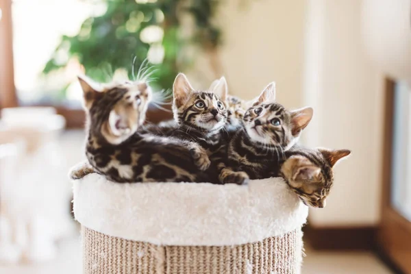 Elevage Chats Maison Jeunes Chatons Bengale Dans Panier Animaux Mignons — Photo