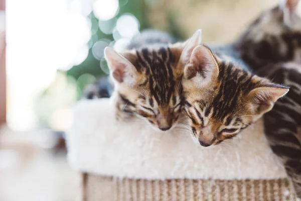 Dois Filhotes Gatinhos Bengala Abraçam Enquanto Dormem Amor Animal Relaxe — Fotografia de Stock