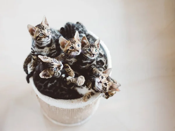 Young Bengal Kittens Basket Cat Breeding Home Cute Pets — Stock Photo, Image