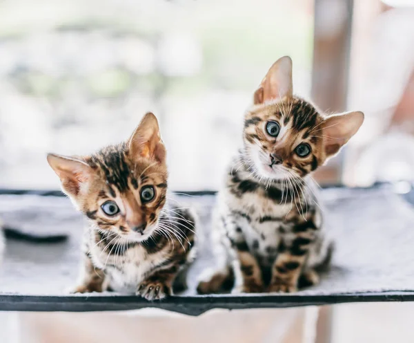 Retrato Dos Gatos Jóvenes Bengala Lindos Gatitos Relajarse Casa —  Fotos de Stock