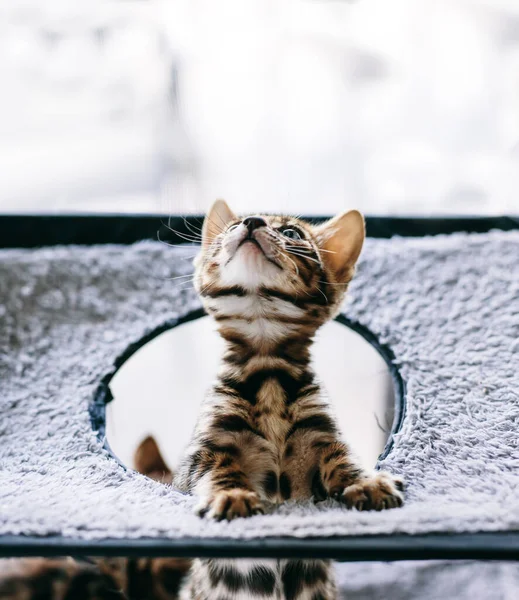 Gatinho Bengala Jovem Inclinado Para Fora Todo Animais Engraçados — Fotografia de Stock