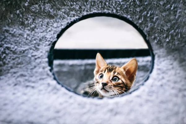 Unga Bengaliska Kattungen Tittar Från Helheten Roliga Djur — Stockfoto