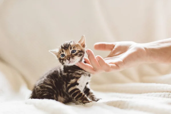 若いベンガル猫は女性の手であごの下を引っ掻いた 純血種 — ストック写真