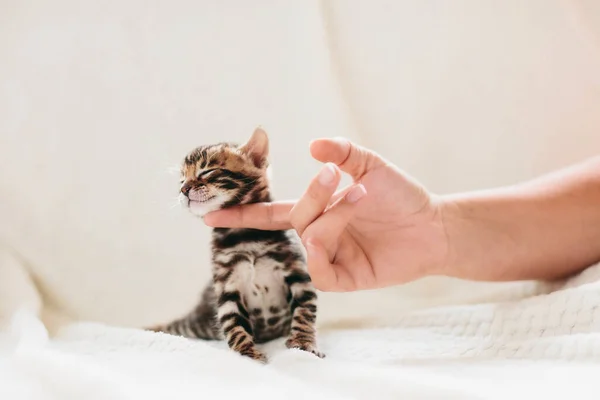 Ung Bengalisk Katt Riven Hakan Kvinnas Hand Renrasiga — Stockfoto