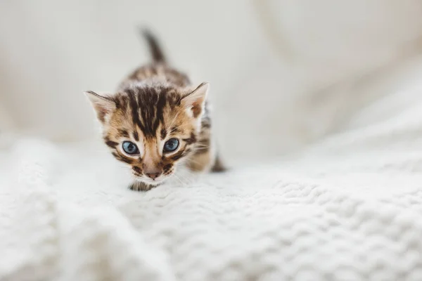 Молодой Бенгальский Котенок Ходит Кровати Дома Purebred — стоковое фото