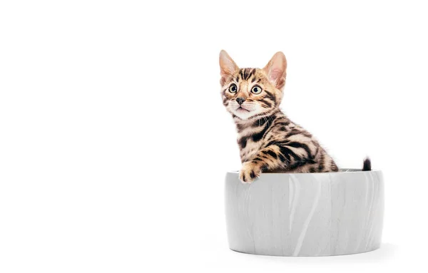 Gato Bengala Sentado Tazón Madera Retrato Aislado Sobre Fondo Blanco —  Fotos de Stock