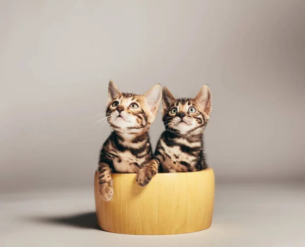 Dois Jovens Gatos Bengala Retratam Uma Tigela Madeira Fundo Neutro — Fotografia de Stock