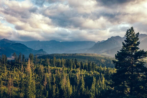 Wald Unter Berggipfeln Wolken Bei Sonnenuntergang Tatra Polen Einzigartige Perspektive — Stockfoto
