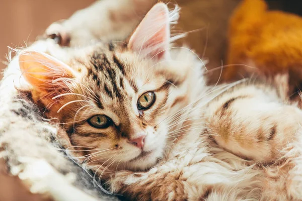 Chaton Mignon Chat Sybérien Couché Dans Tanière Maison Purered Type — Photo