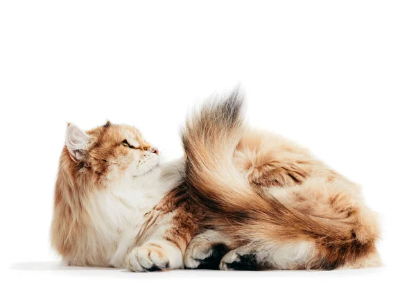 시베리아 고양이는 배경에 고립되어 있습니다 — 스톡 사진