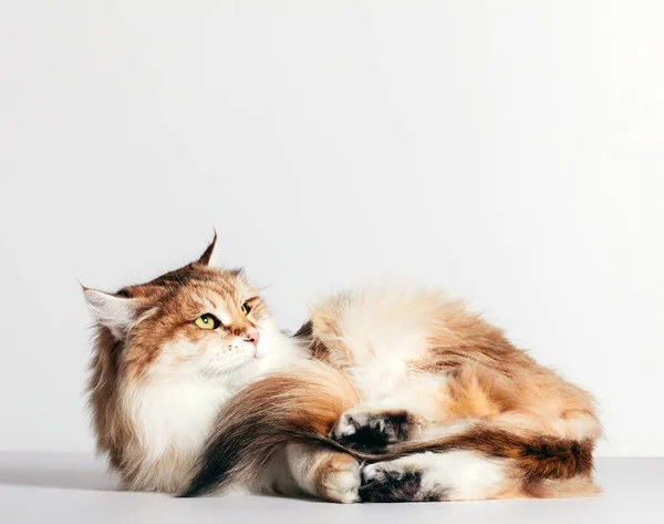 Gato Siberiano Acostado Mirando Contra Pared Blanca Pura Raza Tipo —  Fotos de Stock