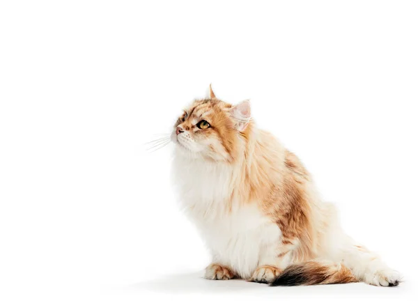 西伯利亚猫看着白色的背景 纯红色 绒毛绒毛型 — 图库照片