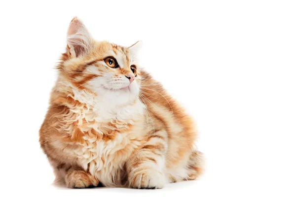 Gatinho Gato Siberiano Com Expressão Feliz Isolado Fundo Branco Tipo — Fotografia de Stock