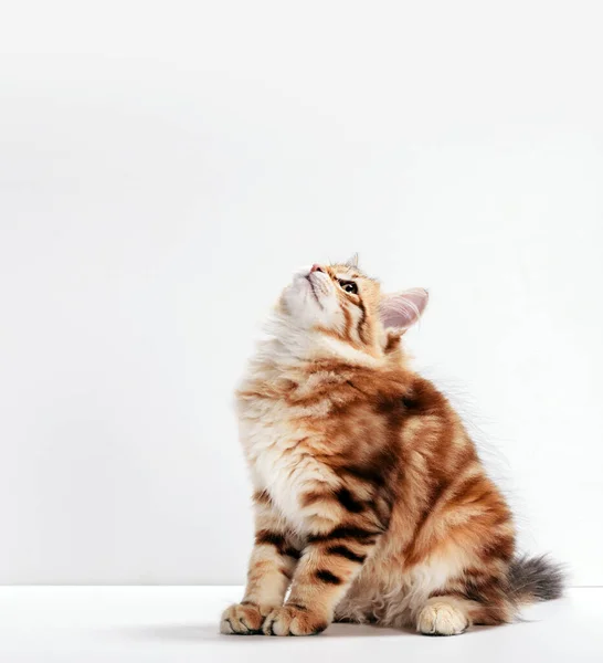 Sibirisk Katt Kattunge Som Sitter Och Tittar Upp Isolerad Vit — Stockfoto