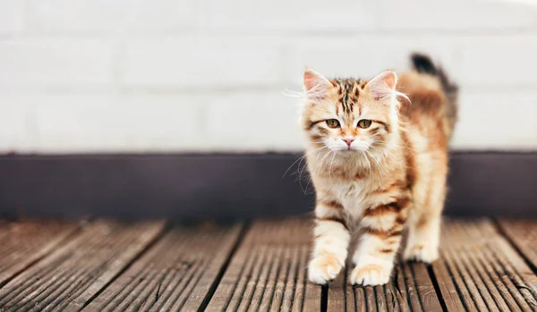 一只小猫 西伯利亚猫在木制的阳台上走着 看着摄像机 红色类型 — 图库照片
