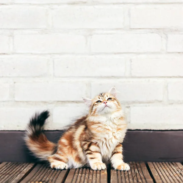 一只小猫咪西伯利亚猫坐在木制的平台上 抬头看着 红色类型 — 图库照片