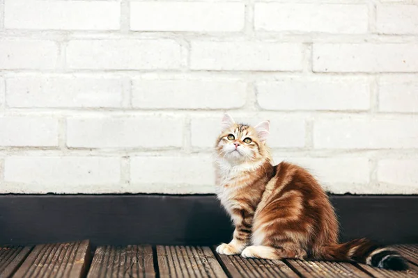 Gatito Gato Siberiano Sentado Terraza Madera Mirando Hacia Arriba Pura —  Fotos de Stock