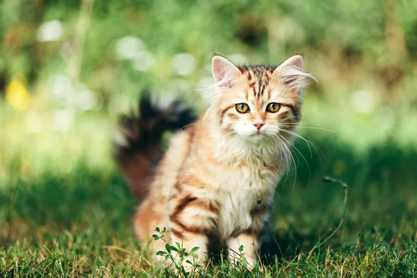 Ένα Πορτραίτο Γάτας Σιβηρίας Στο Γρασίδι Καθαρόχρωμος Ερυθρός Τύπος Χρώματος — Φωτογραφία Αρχείου