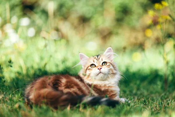 Kattunge Sibirisk Katt Porträtt Gräs Tittar Upp Renrasiga Rödfärgade — Stockfoto