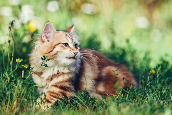 Kattunge Sibirisk Katt Som Leker Gräs Renrasiga Rödfärgade — Stockfoto