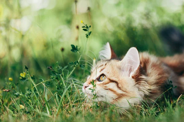 Ein Kätzchen Sibirische Katze Auf Gras Jagd Reinrassige Rote Farbe — Stockfoto