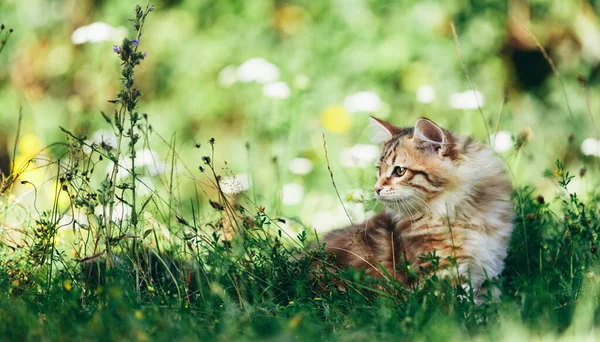Kitten Siberian Cat Hunting Grass Purebred Red Color Type — Stock Photo, Image