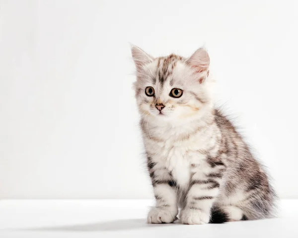 Gato Siberiano Retrato Gatinho Sobre Fundo Branco Puro Sangue — Fotografia de Stock