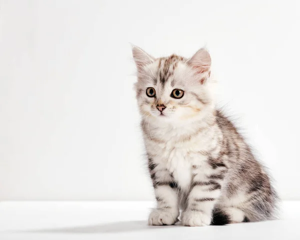 Chat Sibérien Portrait Chaton Sur Fond Blanc Purered — Photo