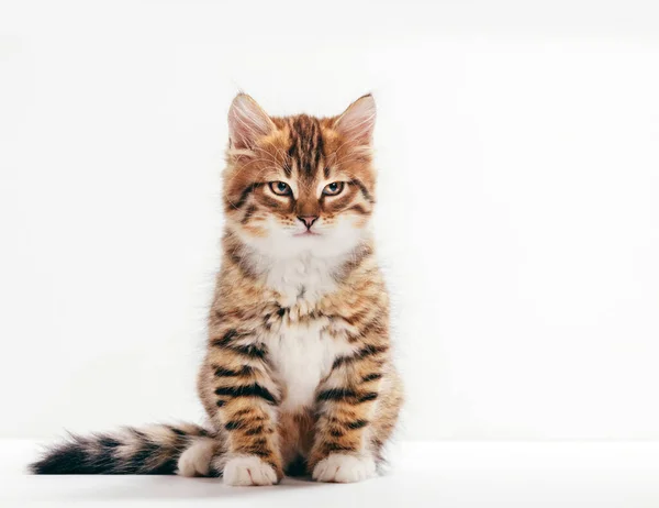 Gato Siberiano Retrato Gatinho Sobre Fundo Branco Tipo Cor Vermelho — Fotografia de Stock