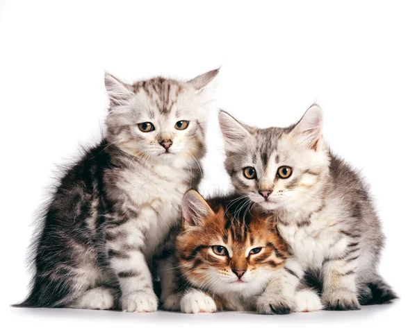 Gatos Siberianos Retrato Três Gatinhos Bonitos Mesma Ninhada Fundo Branco — Fotografia de Stock