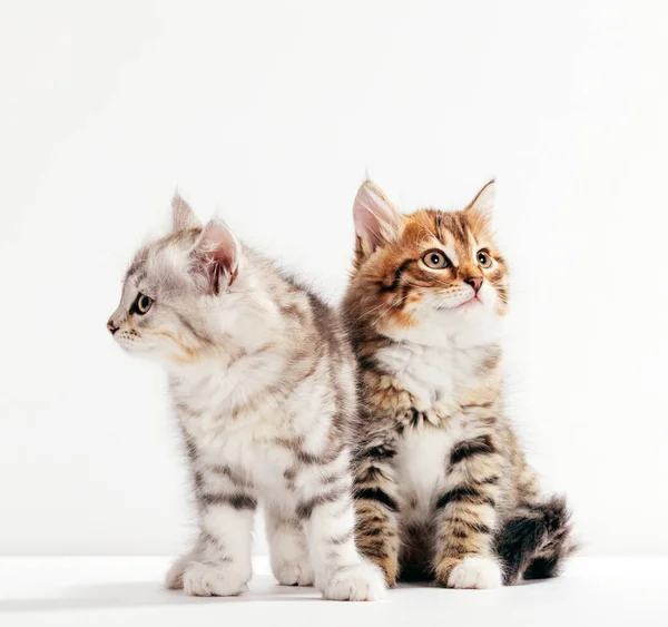 Dos Gatos Hacen Pasar Por Estuvieran Distanciados Enojados Entre Siberia —  Fotos de Stock