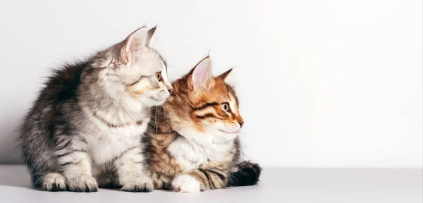 Sibirya Kedileri Yan Tarafa Bakan Iki Kedi Yavrusunun Portresi Beyaz — Stok fotoğraf